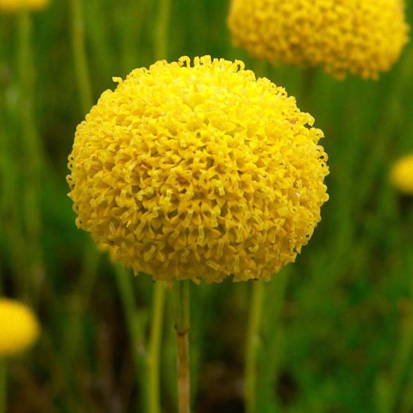 Santolina virens - Olivenkraut (Flowering)