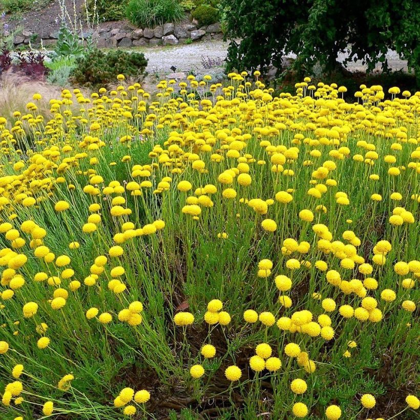 Santolina virens - Olivenkraut (Plant habit)