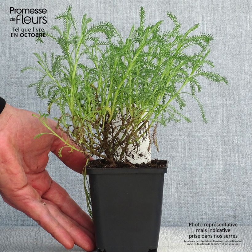 Example of Santolina pinnata subsp neapolitana Edward Bowles - Silbriges Heiligenkraut Kleine Töpfe von 8/9 cm as you get in automne