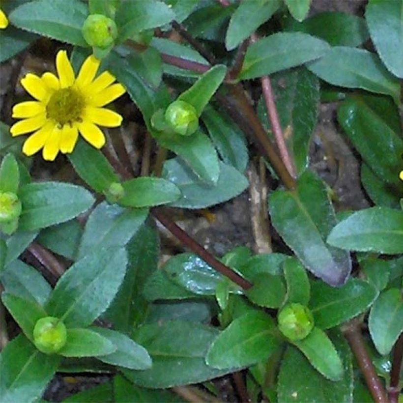 Sanvitalia speciosa Aztekengold - Husarenknopf (Foliage)