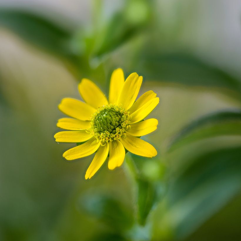 Sanvitalia speciosa Aztekengold - Husarenknopf (Flowering)