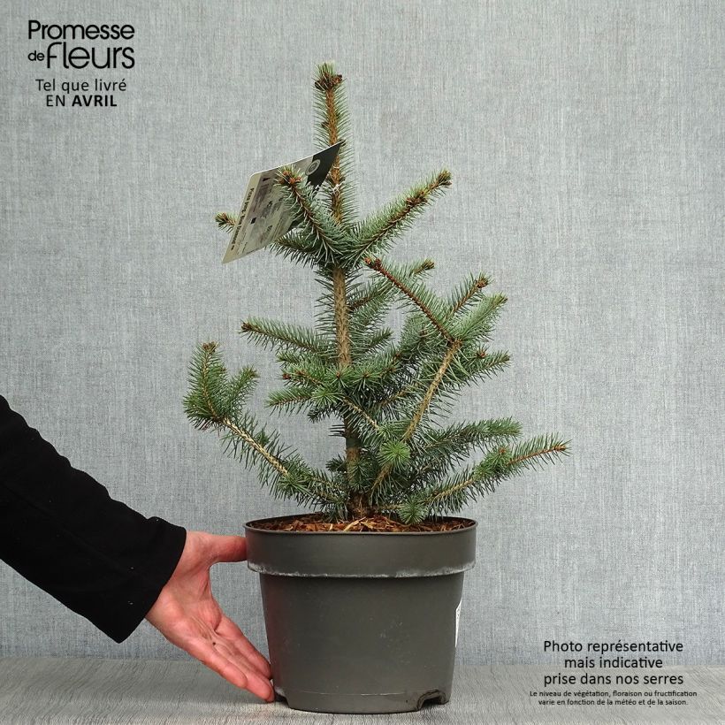 Example of Picea pungens Blue Diamond Topf mit 4L/5L as you get in printemps