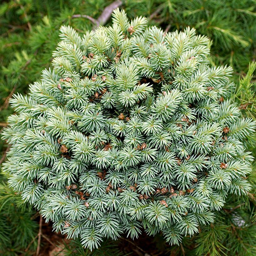 Picea pungens Blue Pearl (Laub)