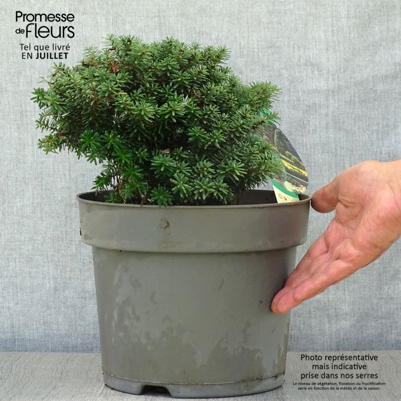 Example of Abies koreana Cis - Koreanische Tanne Topf mit 7,5L/10L as you get in ete
