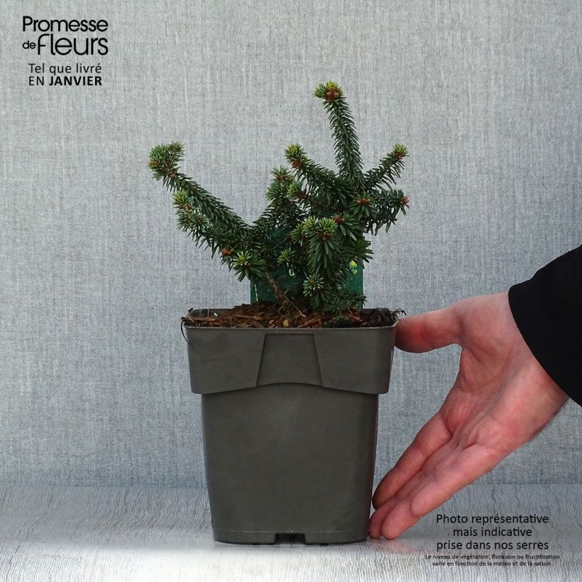 Example of Abies balsamea Piccolo - Balsam-Tanne Topf mit 2L/3L as you get in hiver