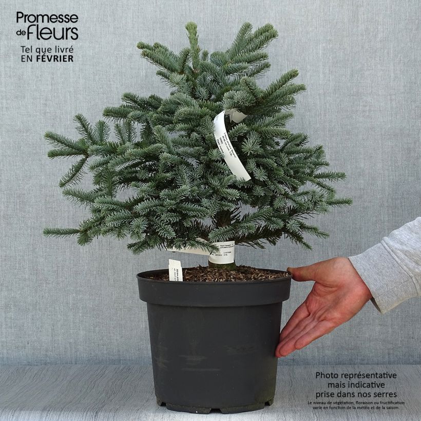 Example of Abies procera Bizzarro - Edel-Tanne Topf mit 7,5L/10L as you get in automne