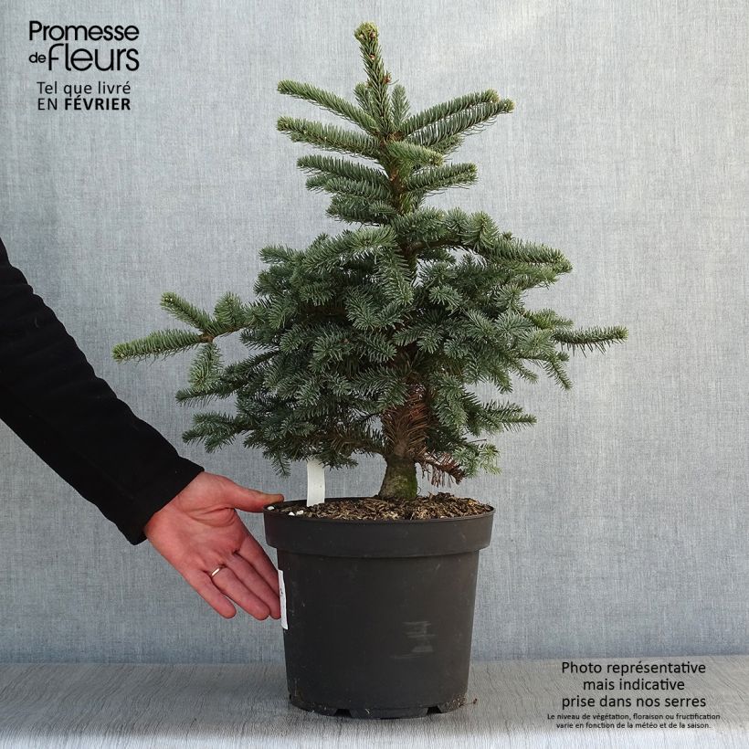 Exemplar von Abies procera Bizzarro - Edel-Tanne Topf mit 7,5L/10L wie im Winter geliefert