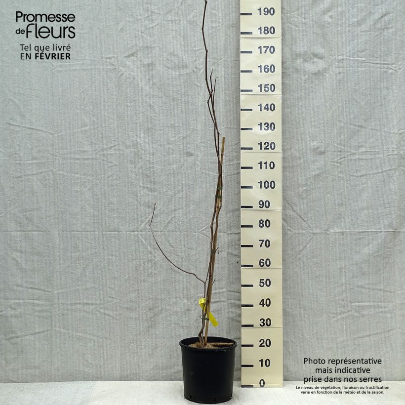 Example of Sapium japonicum - Japanischer Seifenbaum Topf mit 12L/15L as you get in hiver