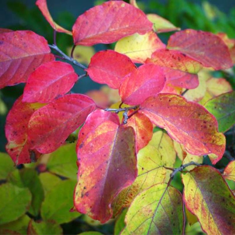 Sapium japonicum - Japanischer Seifenbaum (Foliage)