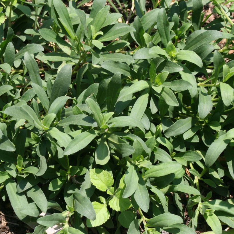 Saponaria Max Frei - Seifenkraut (Foliage)