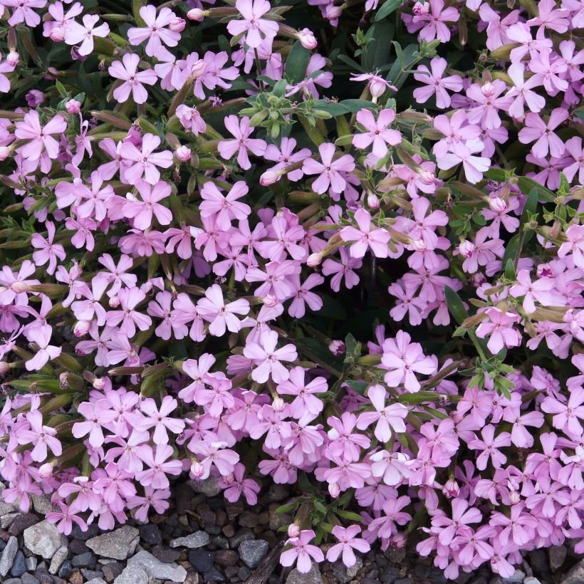 Saponaria Max Frei - Seifenkraut (Flowering)