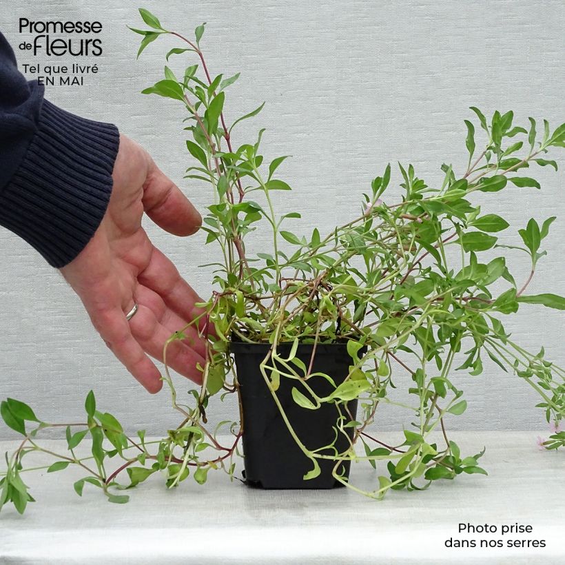 Exemplar von Saponaria ocymoides - Rotes Seifenkraut Kleine Töpfe von 8/9 cm wie im Frühjahr geliefert