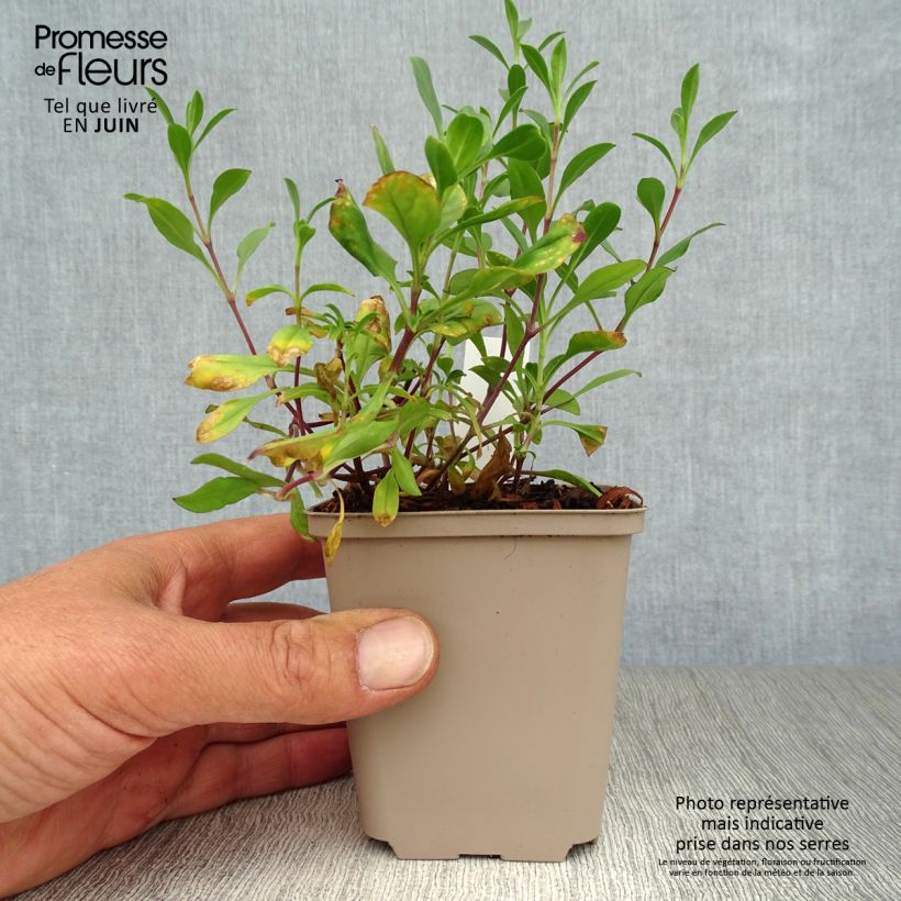 Example of Saponaria ocymoides - Rotes Seifenkraut Kleine Töpfe von 8/9 cm as you get in ete
