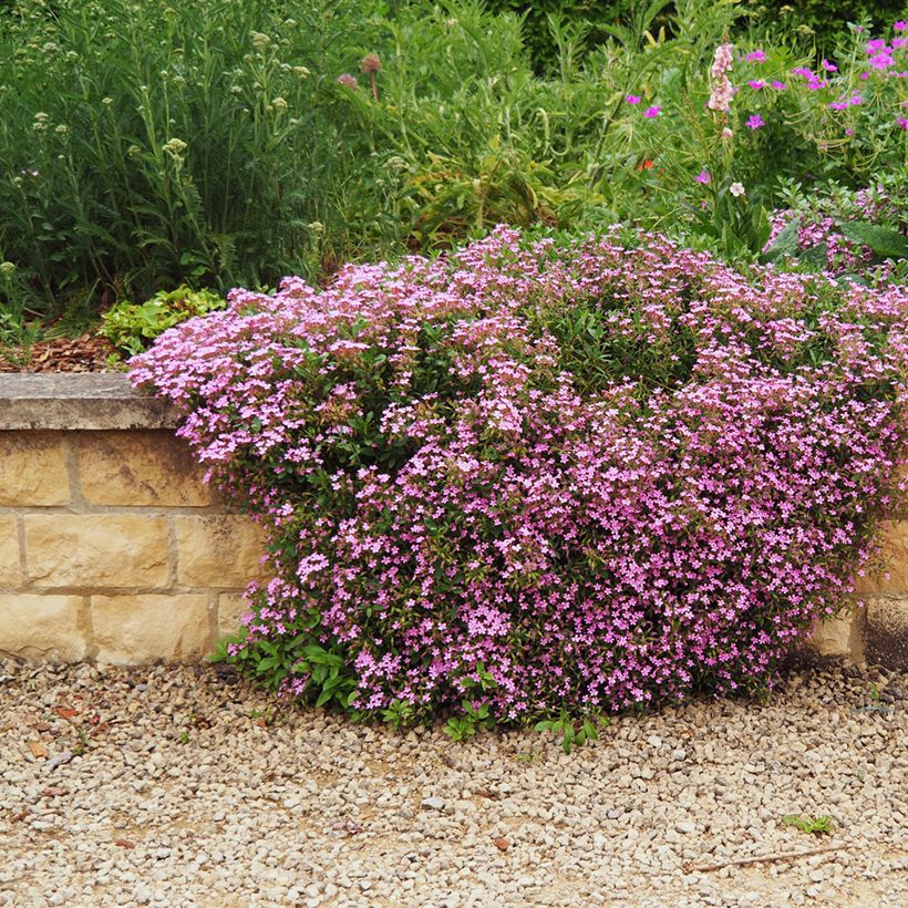 Saponaria ocymoides - Rotes Seifenkraut (Plant habit)