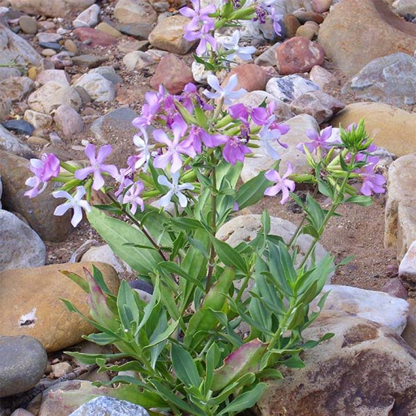 Saponaria officinalis - Gemeines Seifenkraut (Plant habit)