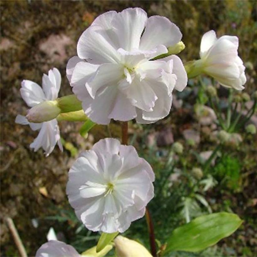 Saponaria officinalis Alba Plena - Gemeines Seifenkraut (Flowering)