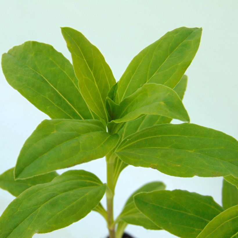 Saponaria officinalis Alba Plena - Gemeines Seifenkraut (Foliage)