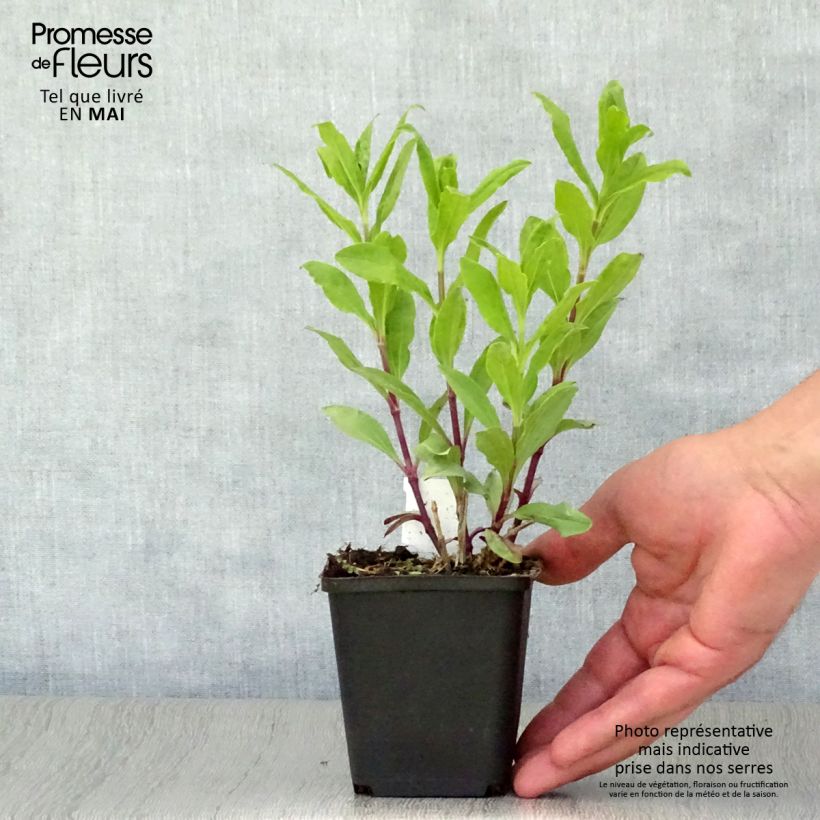 Exemplar von Saponaria officinalis Alba Plena - Gemeines Seifenkraut Kleine Töpfe von 8/9 cm wie im Frühjahr geliefert