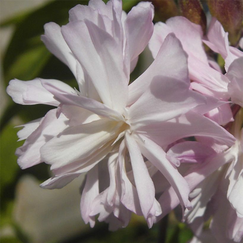 Saponaria officinalis Rosea Plena - Gemeines Seifenkraut (Flowering)