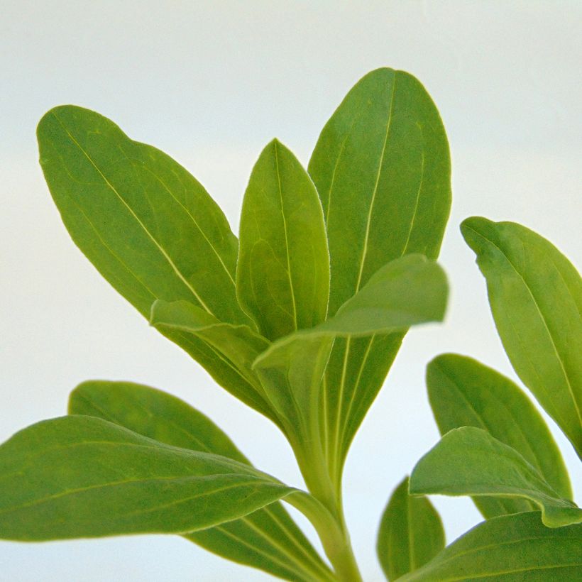 Saponaria officinalis Rosea Plena - Gemeines Seifenkraut (Foliage)