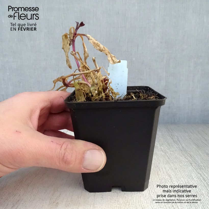 Exemplar von Saponaria officinalis Rosea Plena - Gemeines Seifenkraut Kleine Töpfe von 8/9 cm wie im Winter geliefert