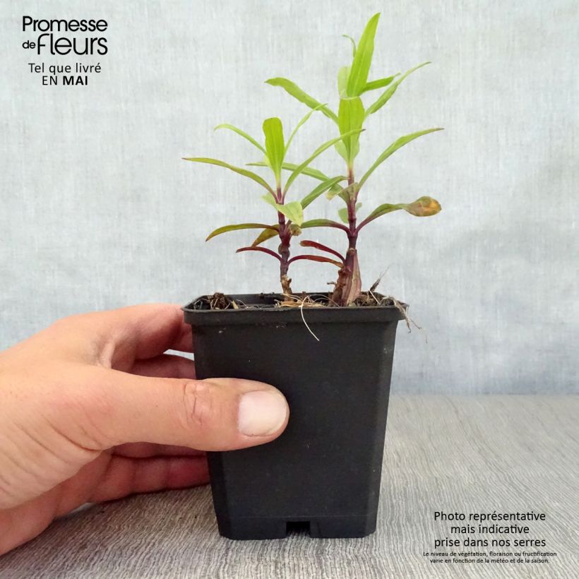 Exemplar von Saponaria officinalis Rosea Plena - Gemeines Seifenkraut Kleine Töpfe von 8/9 cm wie im Frühjahr geliefert