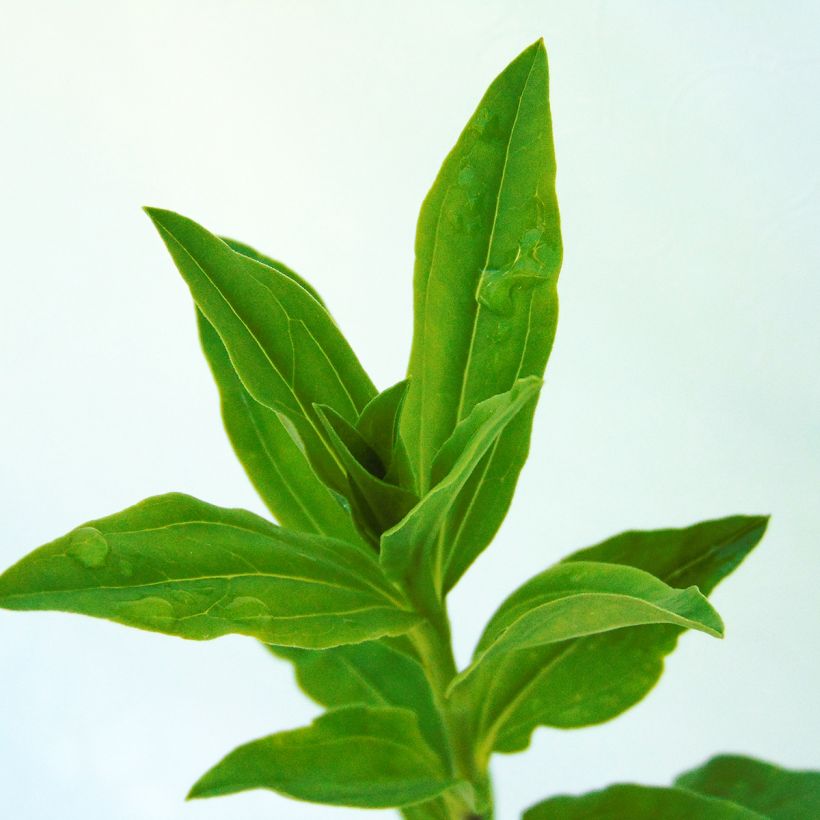 Saponaria officinalis - Gemeines Seifenkraut (Foliage)