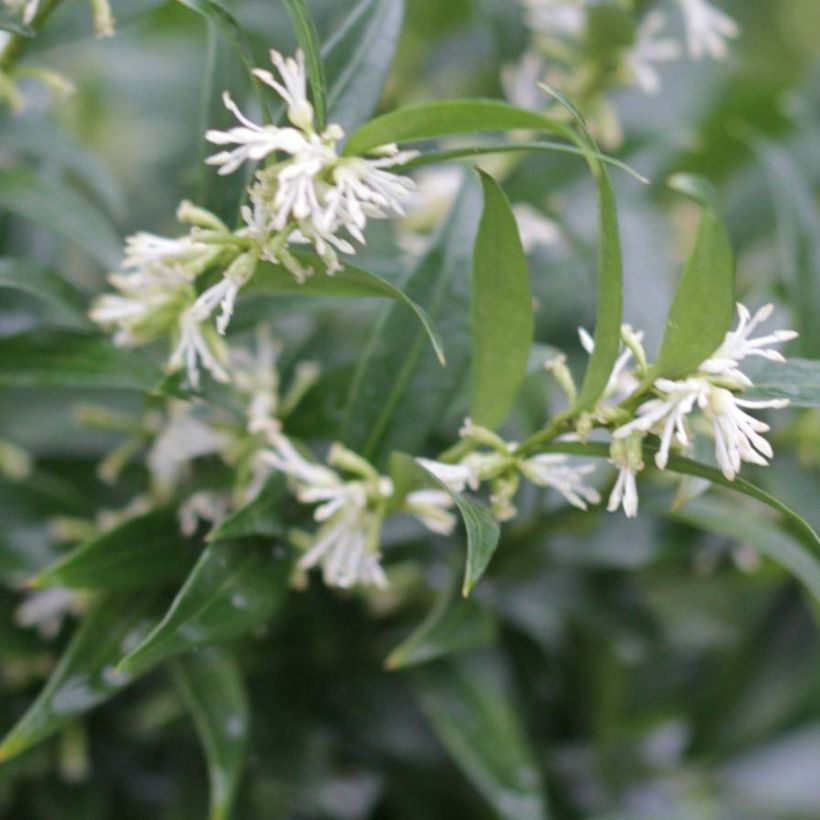Sarcococca ruscifolia Dragon's gate - Schleimbeere (Flowering)