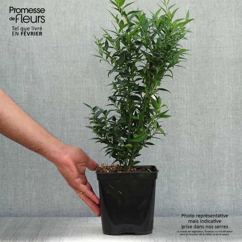 Example of Sarcococca ruscifolia Dragon's gate - Schleimbeere Topf mit 3L/4L as you get in automne