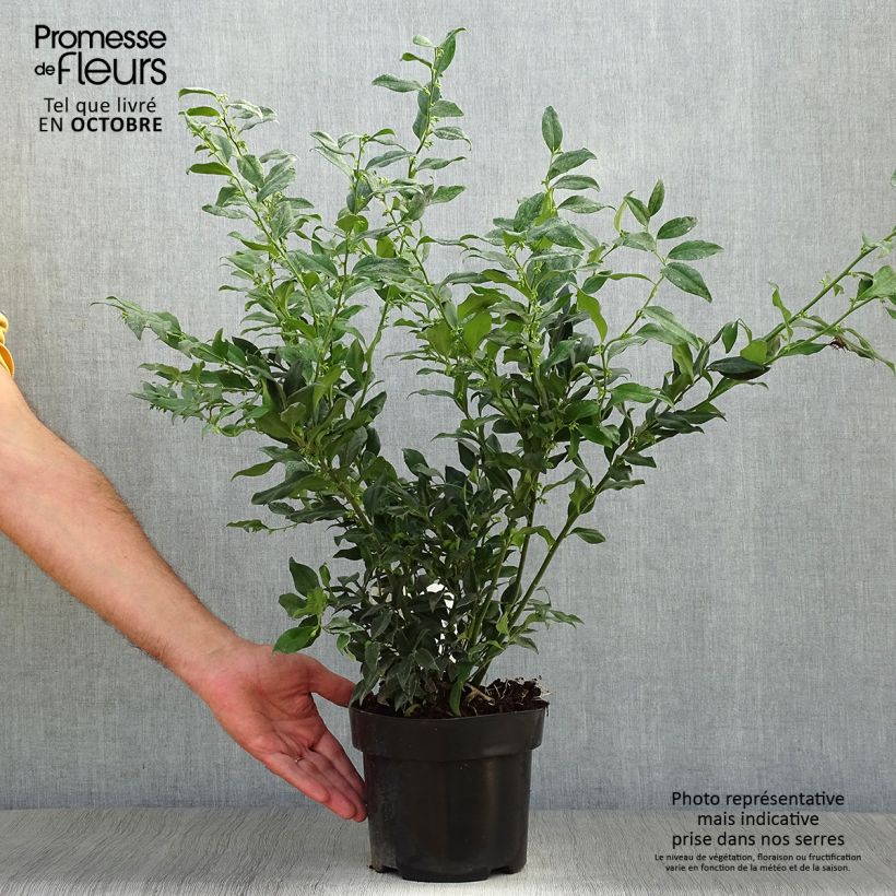 Example of Sarcococca confusa - Schleimbeere Topf mit 2L/3L as you get in automne