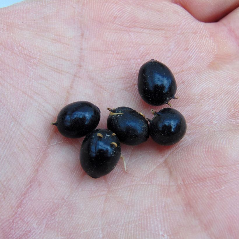 Sarcococca hookeriana - Schleimbeere (Harvest)