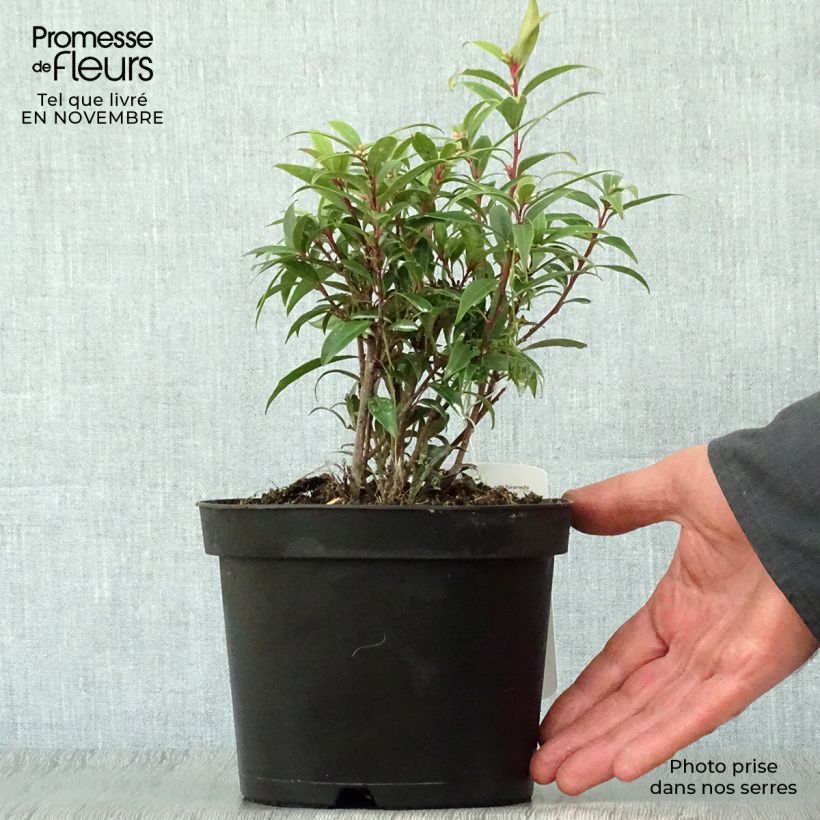 Example of Sarcococca hookeriana var. digyna - Schleimbeere Topf mit 2L/3L as you get in automne