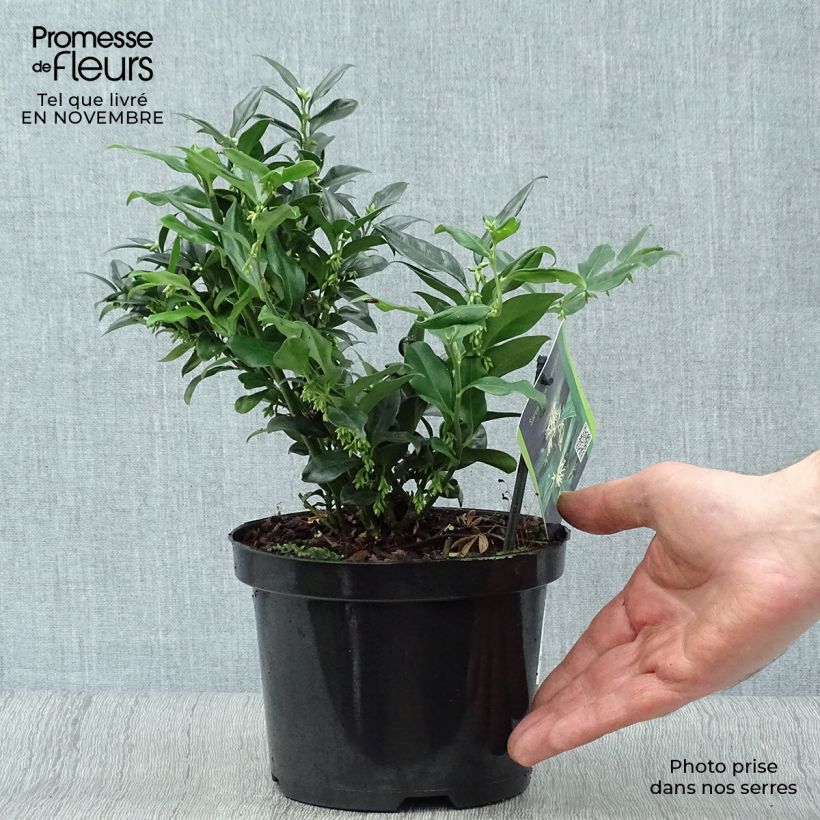 Example of Sarcococca hookeriana - Schleimbeere Topf mit 2L/3L as you get in automne