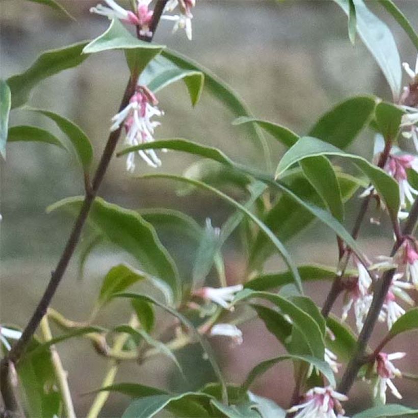 Sarcococca hookeriana var. digyna Purple Stem - Schleimbeere (Foliage)