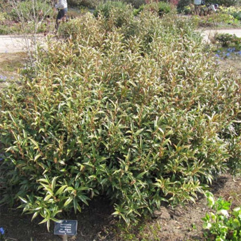 Sarcococca hookeriana var. digyna Purple Stem - Schleimbeere (Plant habit)