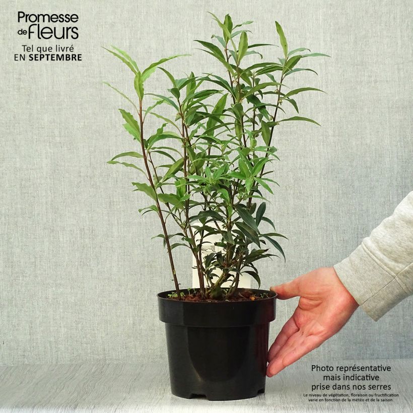 Example of Sarcococca hookeriana var. digyna Purple Stem - Schleimbeere Topf mit 2L/3L as you get in automne