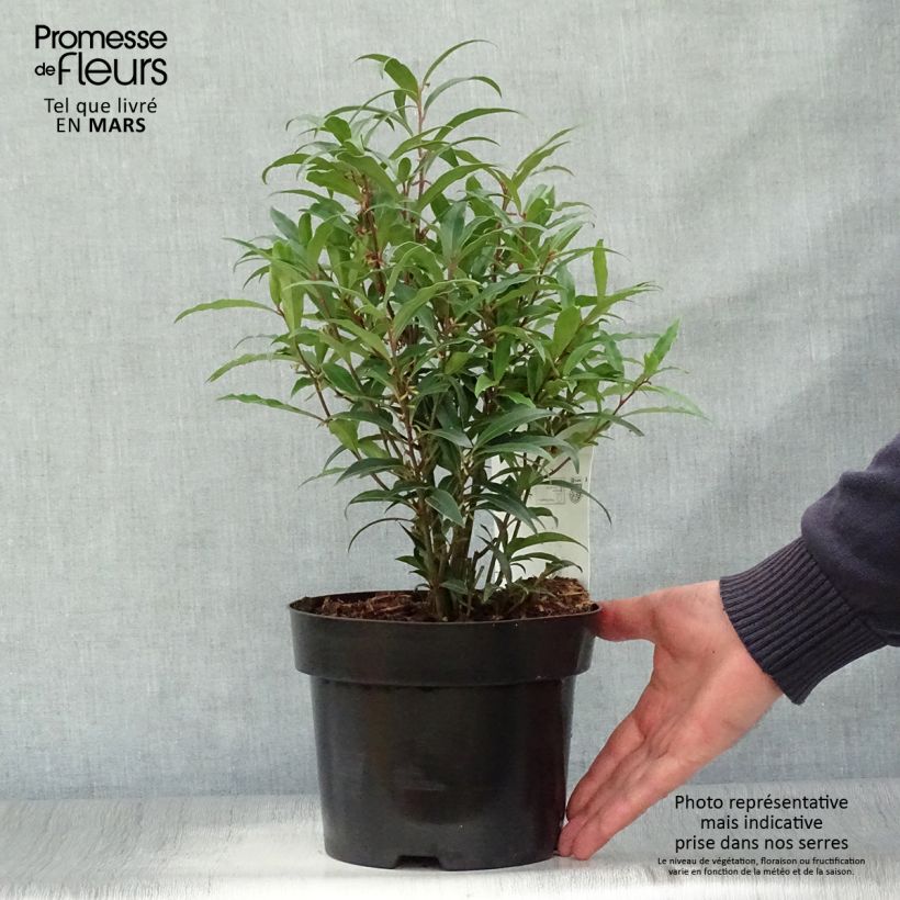 Exemplar von Sarcococca hookeriana var. digyna Purple Stem - Schleimbeere Topf mit 2L/3L wie im Frühjahr geliefert