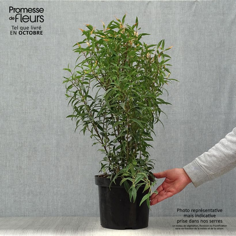 Example of Sarcococca hookeriana var. digyna Purple Stem - Schleimbeere Topf mit 7,5L/10L as you get in automne