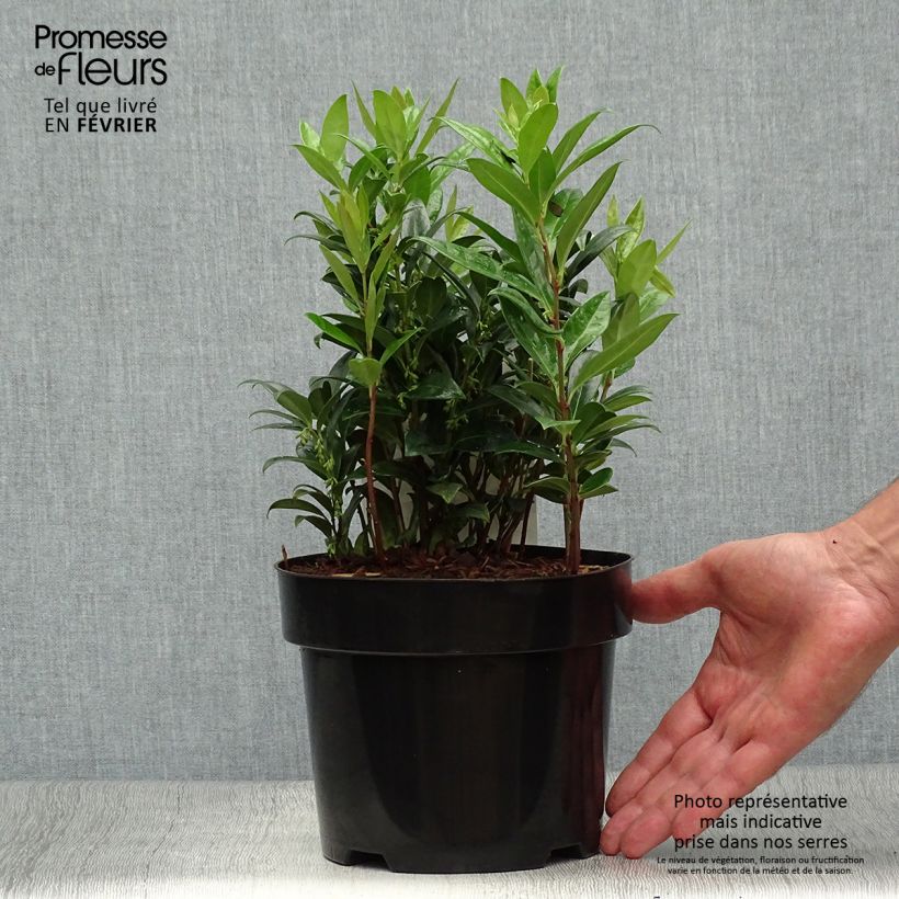Example of Sarcococca hookeriana var. humilis - Schleimbeere Topf mit 2L/3L as you get in automne