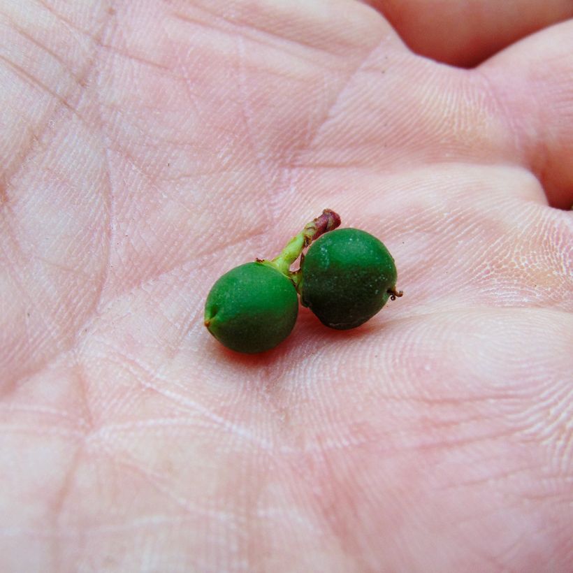 Sarcococca hookeriana var. humilis - Schleimbeere (Harvest)