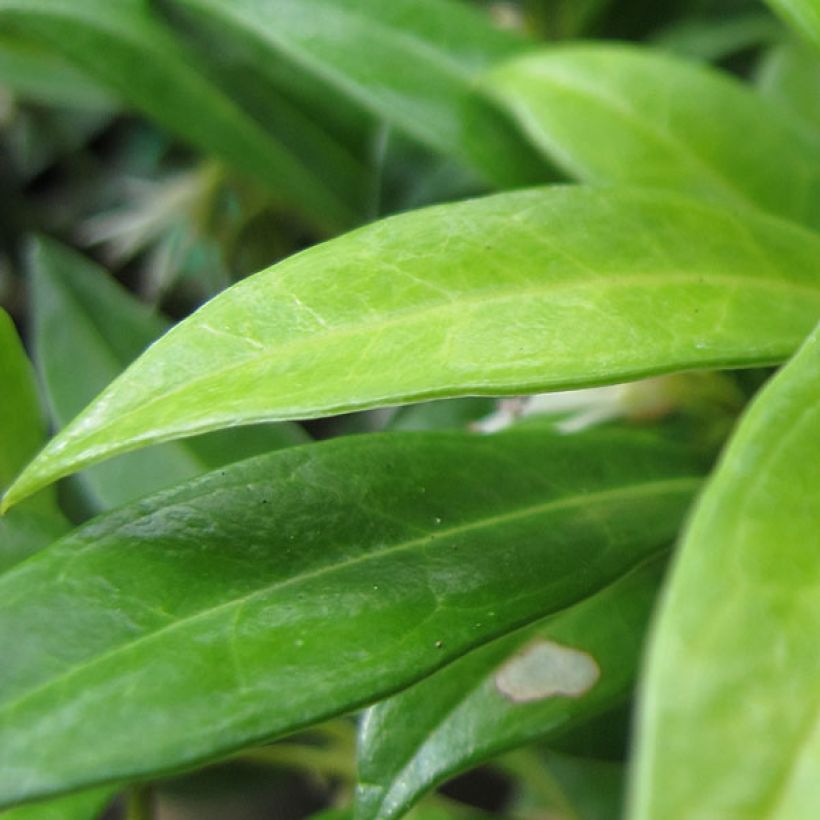 Sarcococca hookeriana var. humilis - Schleimbeere (Foliage)