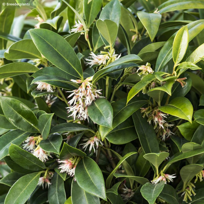 Sarcococca hookeriana var. humilis Fragrant Mountain - Schleimbeere (Foliage)