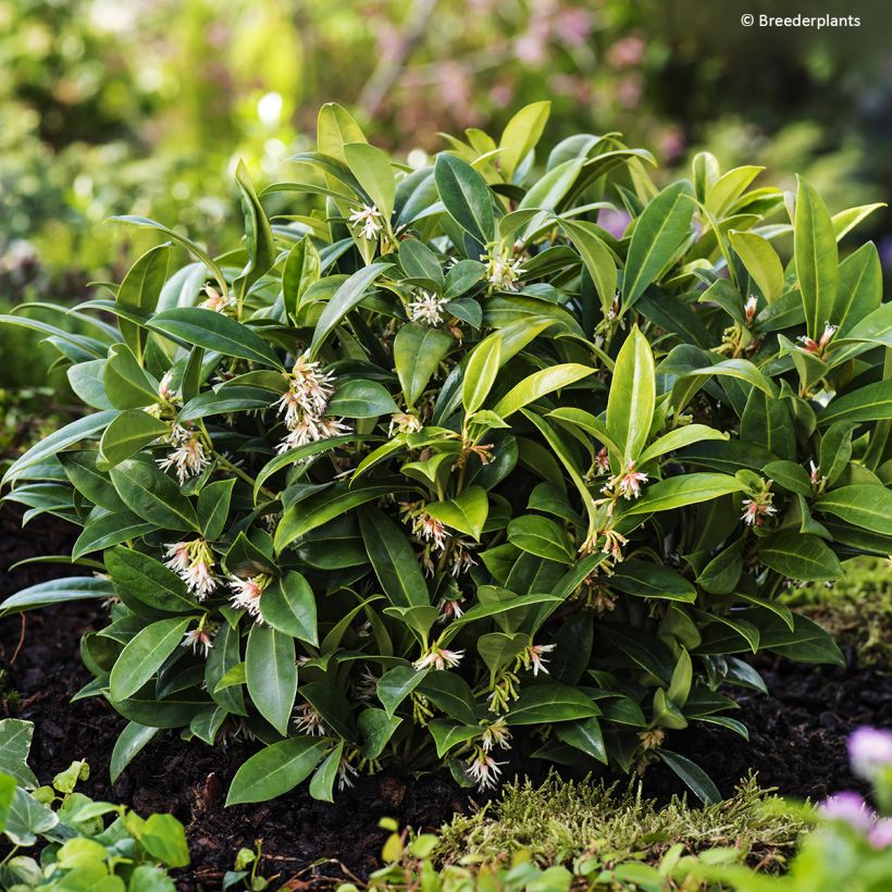 Sarcococca hookeriana var. humilis Fragrant Mountain - Schleimbeere (Plant habit)