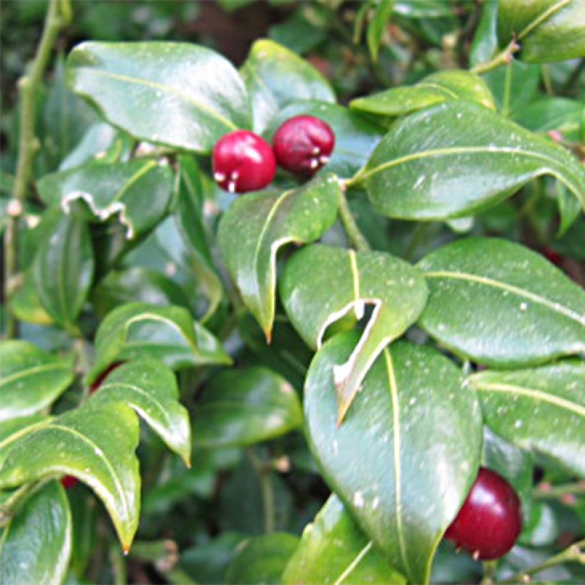 Sarcococca ruscifolia - Schleimbeere (Flowering)
