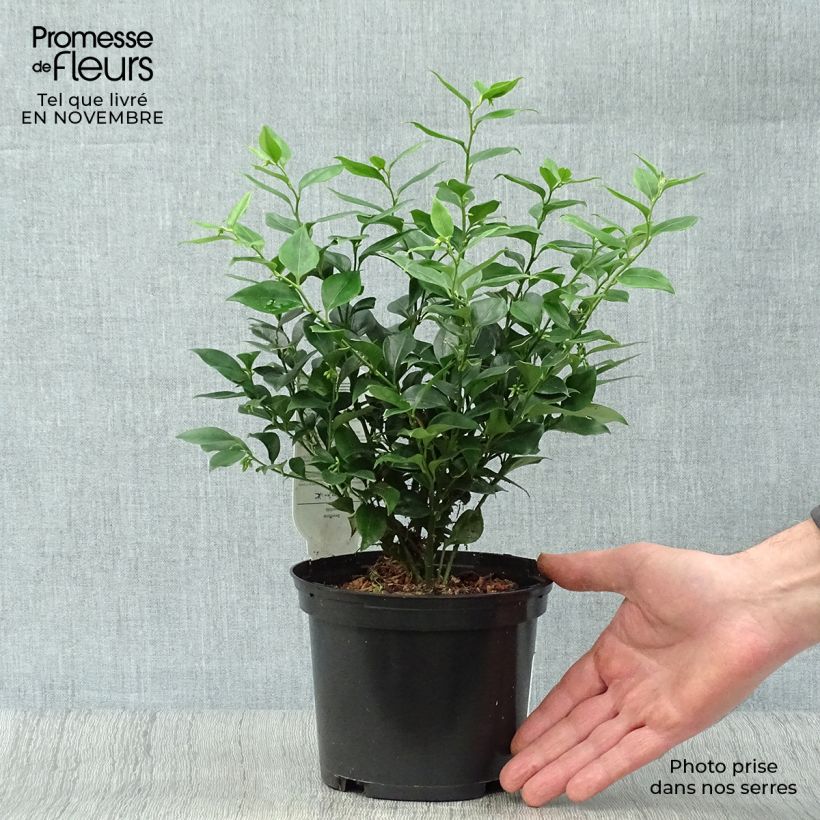 Example of Sarcococca ruscifolia - Schleimbeere Topf mit 2L/3L as you get in automne