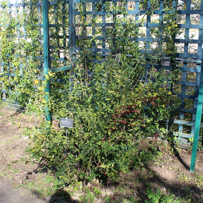 Sarcococca ruscifolia - Schleimbeere (Plant habit)