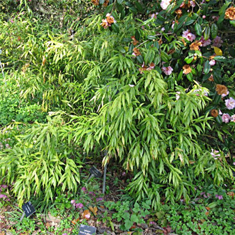 Sarcococca saligna - Schleimbeere (Foliage)