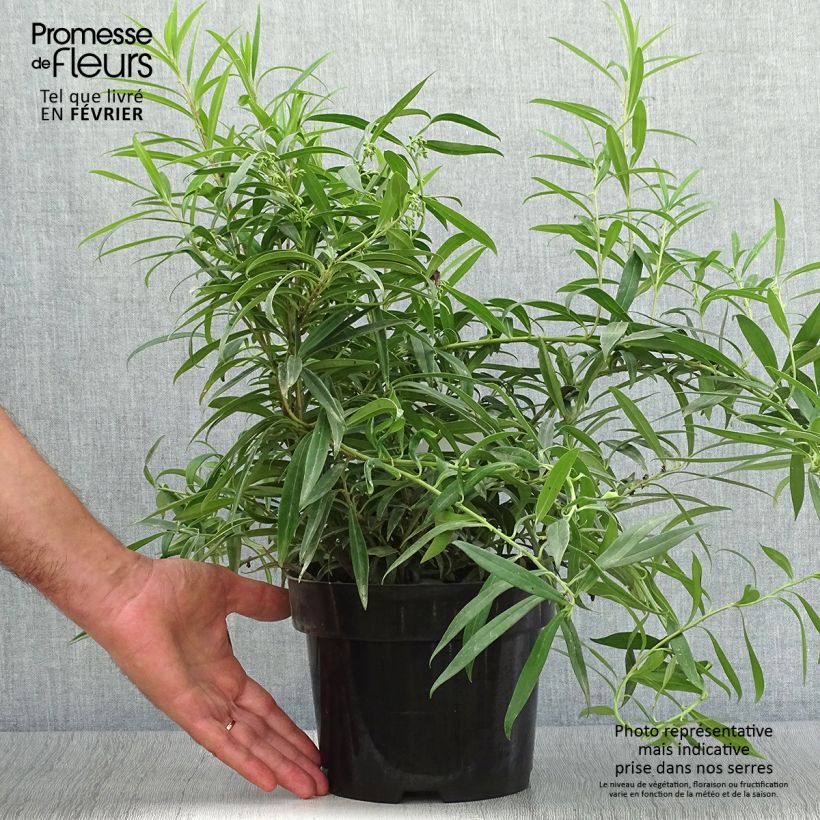 Example of Sarcococca saligna - Schleimbeere Topf mit 2L/3L as you get in automne