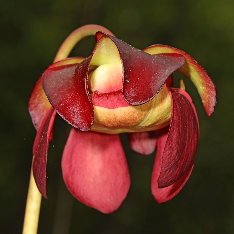 Sarracenia purpurea subsp. venosa - Rote Schlauchblatt (Flowering)