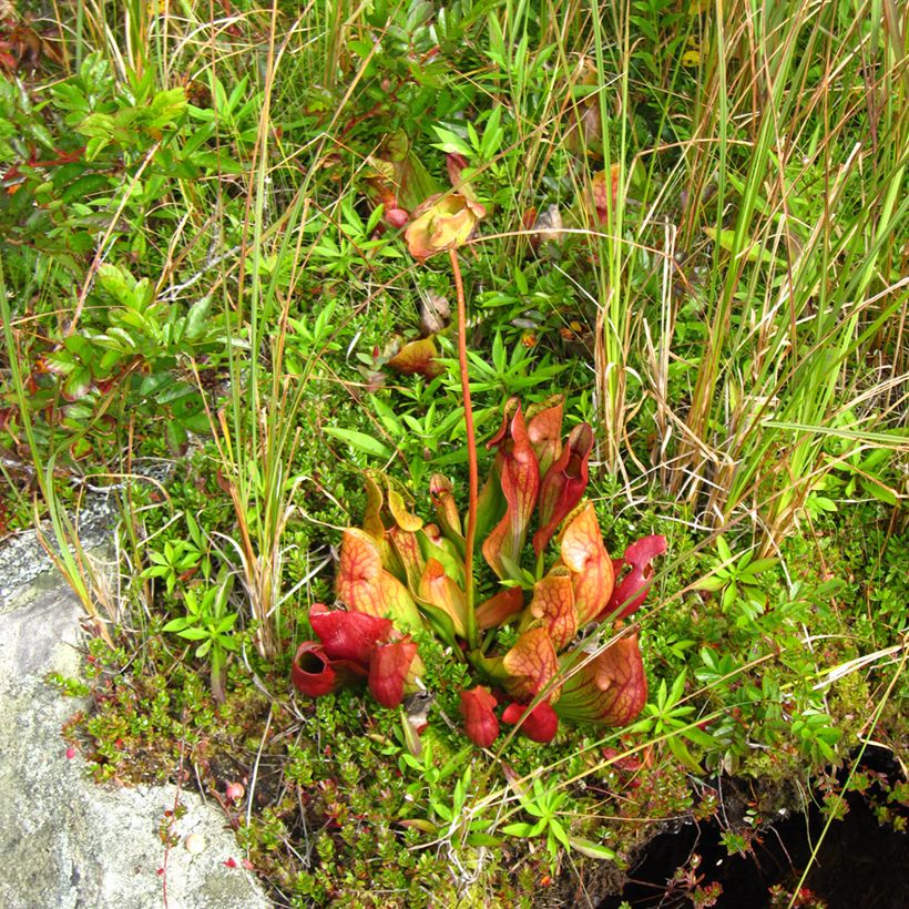 Sarracenia purpurea subsp. venosa - Rote Schlauchblatt (Plant habit)